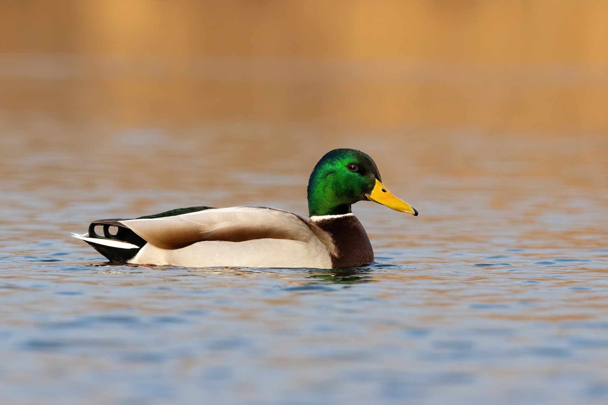 Colorful mallard swimming on lake in spring nature
